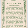 Blackbird.
