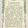 Jackdaw.