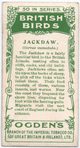 Jackdaw.