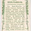 Reed-warbler.
