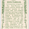 Reed-warbler.