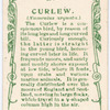 Curlew.