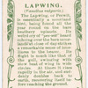 Lapwing.