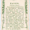 Raven.
