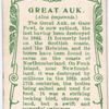 Great auk.