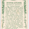 Oyster-catcher.