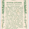 Oyster-catcher.