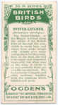 Oyster-catcher.