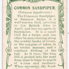 Common sandpiper.