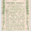 Golden eagle.