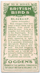 Blackcap.