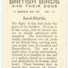 Sand-Martin.
