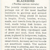 Blackbird
