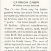 Carrion crow.