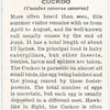Cuckoo.