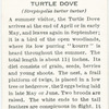Turtle dove.