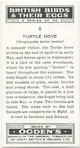 Turtle dove.