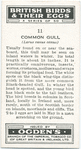 Common gull.