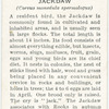 Jackdaw.