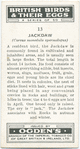 Jackdaw.