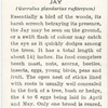 Jay.