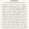 Kestrel.