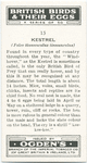 Kestrel.