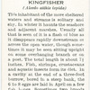 Kingfisher.