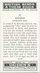 Magpie.