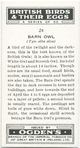 Barn owl.