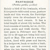 Partridge.