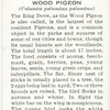 Wood pigeon.