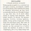 Skylark.