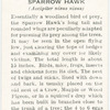 Sparrow hawk.