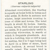 Starling.