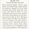 Blue tit.