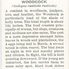 Woodcock.