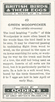 Green woodpecker.
