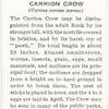 Carrion crow.