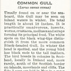 Common gull.