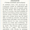 Jackdaw.