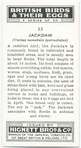 Jackdaw.