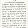 Jay.