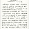 Pheasant.