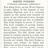 Wood pigeon.