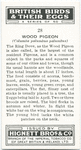 Wood pigeon.