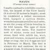 Raven.