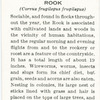 Rook.