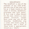 Goldfinch.
