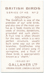 Goldfinch.